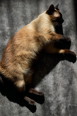 Top view of Mekong bobtail cat resting on dark background in the sunshine
