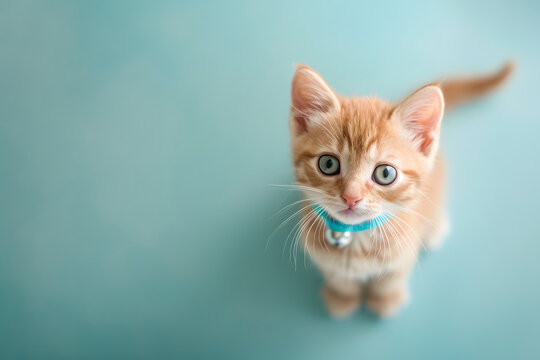 little orange cat with a blue collar  standing on a blue background