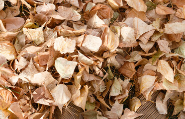yellow dry fallen leaves cover shoes, autumn background