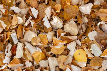 yellow dry fallen leaves, autumn background