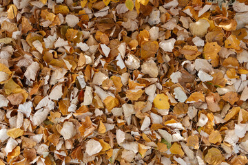 yellow dry fallen leaves, autumn background
