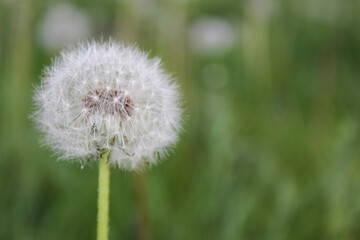 dandelion on green background