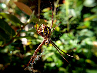 spider on a web