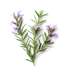 Branch blooming rosemary