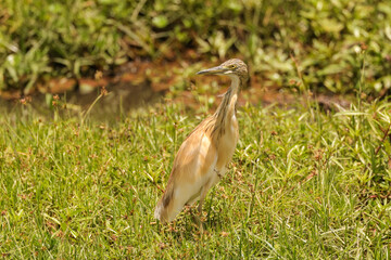 a single squacco heron in the wetlands of Amboseli NP