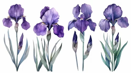 Foto op Aluminium Intricate Ink-Drawn Iris Plants and Flowers Watercolor Illustration for Architects Generative AI © Alex