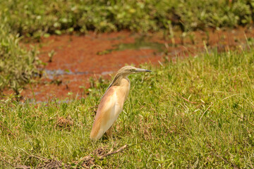 a single squacco heron in the wetlands of Amboseli NP
