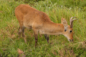 single reedbuck antelope in Amboseli NP
