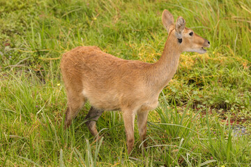 Naklejka na ściany i meble single reedbuck antelope in Amboseli NP