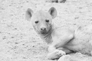 one single hyena lying on the ground in Amboseli NP