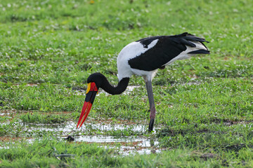 saddle-billed stork in Amboseli NP
