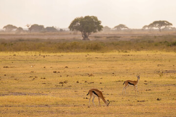savannah with thompson gazelles in Amboseli NP