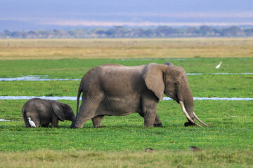 african elephant with baby in the green swamp of Amboseli NP