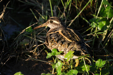 snipe bird in Amboseli NP