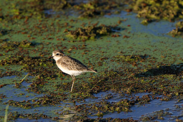 least sandpiper in Amboseli NP