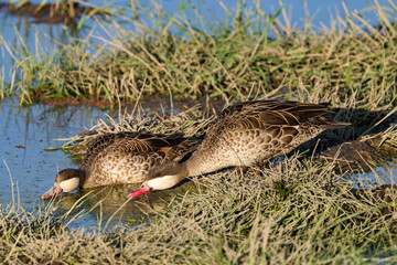 two red-billed teals in Amboseli NP
