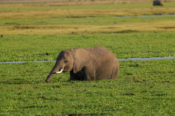 Naklejka na ściany i meble one african elephant in the green swamp of Amboseli NP