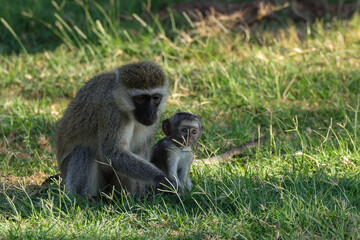 vervet monkey with baby in Amboseli NP
