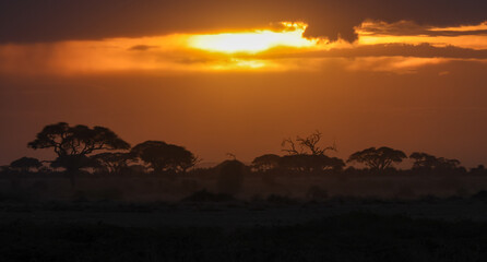 silhouette of acaica trees at sunset in the savannah of Amboseli NP