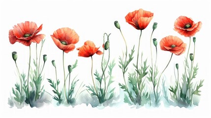 Detailed Pencil Sketches and Watercolor Poppy Illustration for Architects Generative AI