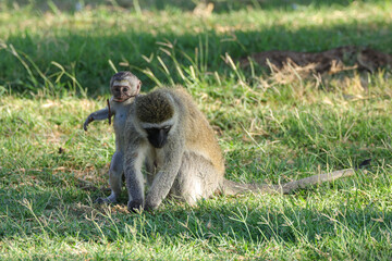 vervet monkey with baby in Amboseli NP