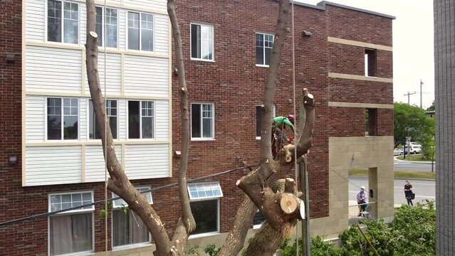 Lumberjack logger worker in protective gear cutting firewood timber tree in city with chainsaw