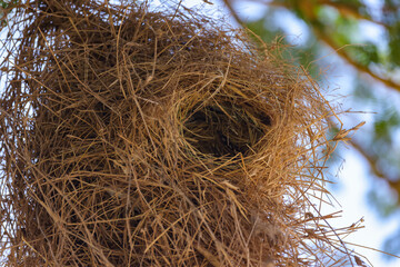 bird's nest on a tree