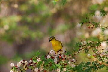 yellow bird on a branch with flowers