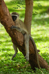 vervet monkey hanging on a tree trunk