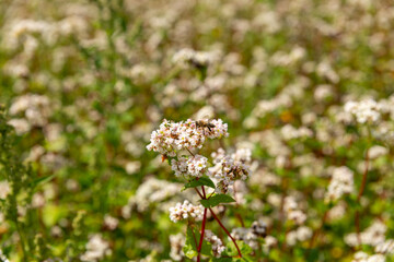 A bee pollinates buckwheat flowers.