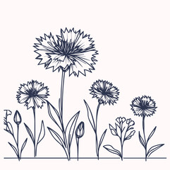 Cornflowers. Monochrome vector illustration. Hand drawn.