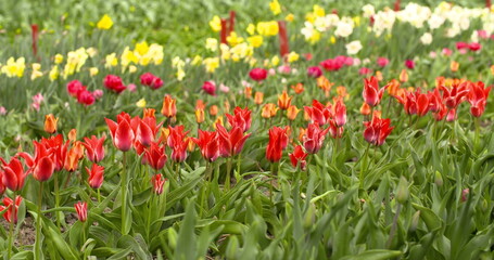 Tulips Plantation in Netherlands Agriculture