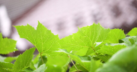 water drops on leaf surface