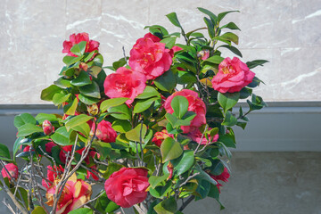 Red flowers of camellia.  Flowering Camellia bush