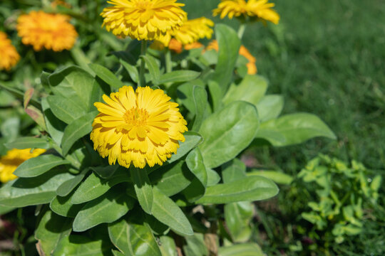Yellow pot marigold (Calandula officinalis) with filled blossom. Popular ornamental and medicinal plant.