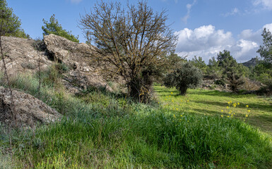 View of the beautiful
pine forest and olive orchard Nature Trail, located next to the small village of Delikipos in Larnaca district, Cyprus