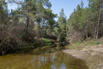 Fototapeta na wymiar View of the beautiful pine forest and olive orchard Nature Trail, located next to the small village of Delikipos in Larnaca district, Cyprus