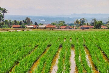 Fototapeta na wymiar Rice fields on mountains background