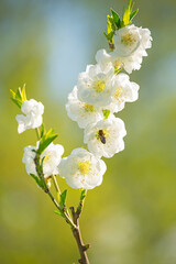 Branch with delicate white ornamental plum flowers and a bee
