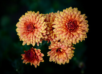 Beautiful Flower Wallpaper. Flower Close-up Macro with Blur background and bokeh. Fresh chrysanthemum flowers fully bloomed. Colorful blossom
