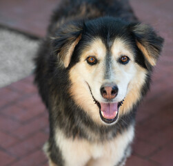 Close up portrait of a Finnish Lapphund in natural light in a farm