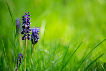 spring flowers purple muscari in green grass. Muscari armeniacum - obrazy, fototapety, plakaty
