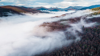 Mountain forest covered with mist. Fog in the forest. Aerial view with the forest in the mountains covered by the fog that floats over the valley. Valley between the mountains covered with mist.