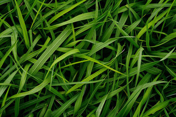 green grass background