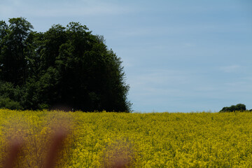 field of yellow rapeseed