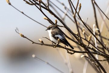 Pied flycatcher on a branch