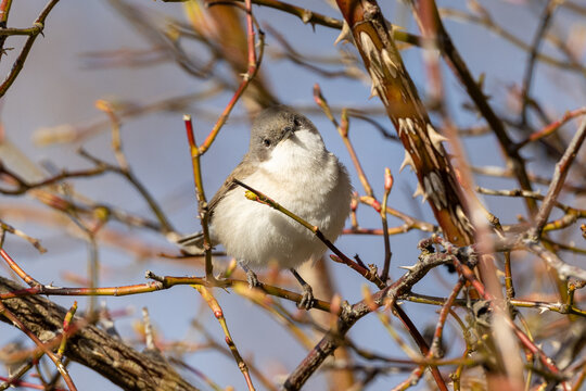 Lesser whitethroat on a branch