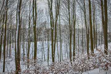 Zimą w lesie-Winter in the forest