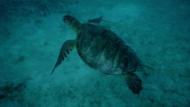 Plan sous-marin de tortue marine en mouvement