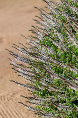 Blooming basil bush (Genus Ocimum). Space for your text.